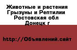 Животные и растения Грызуны и Рептилии. Ростовская обл.,Донецк г.